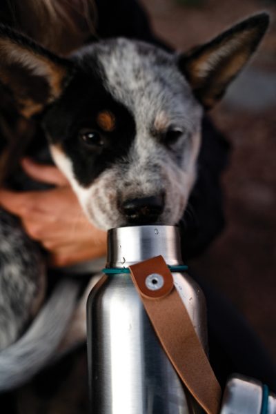 Branded 750ml Insulated Water Bottle – Ideal for Promotions