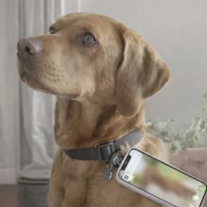 NFC Smart Dog Tag